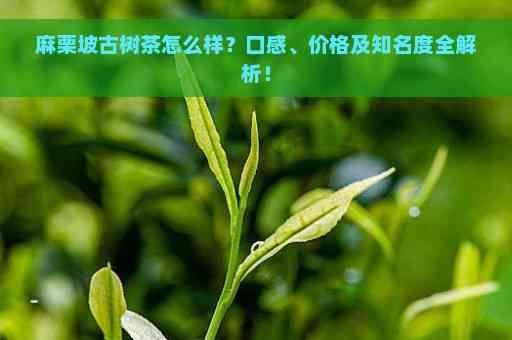 麻栗坡古树茶价格及品质分析：如何选购和品鉴高品质的古树茶？