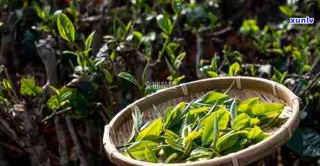 麻栗坡古树茶价格及品质分析：如何选购和品鉴高品质的古树茶？