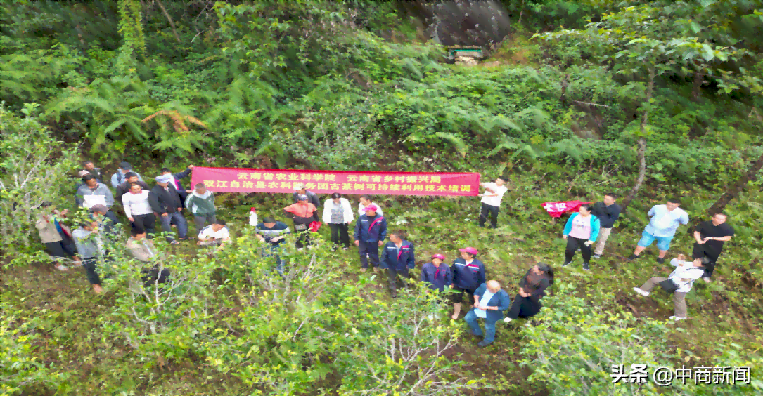 双江县普洱古茶树基地：位置、特点与排名