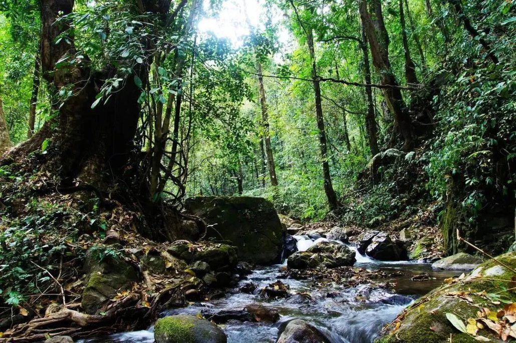 普洱野象山泉与原始森林景区：探寻云南野象山的秘密