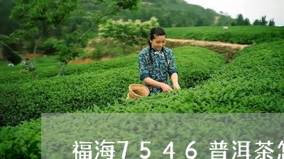 福海普洱茶7536-福海普洱茶7576价格