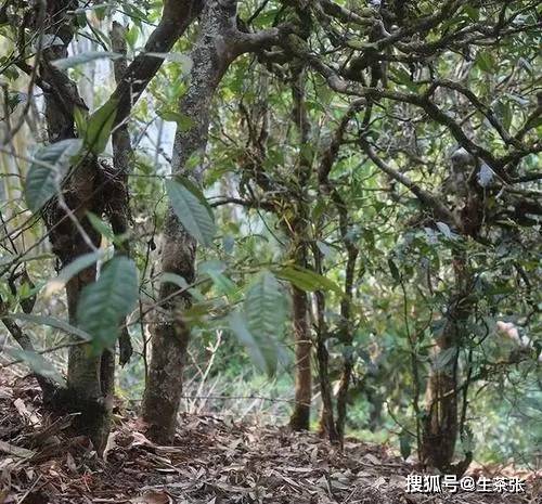 七子布朗山纯正古树普洱茶：年份、口感与陈化潜力的完美结合