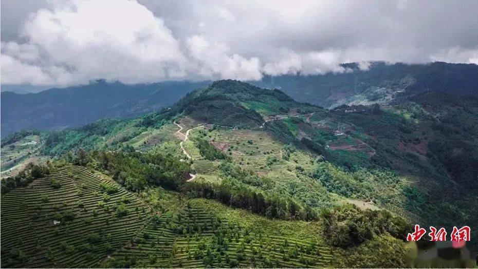 探索普洱茶文化：西半山与东半山的产地特点及风味差异