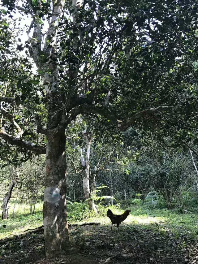 荣号云南普洱茶：古树茶香，山野韵味，岁月陈酿的品质之选