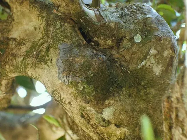 普洱龙珠泡茶时间与方法：如何泡出口感？了解泡茶步骤和时间的全面指南