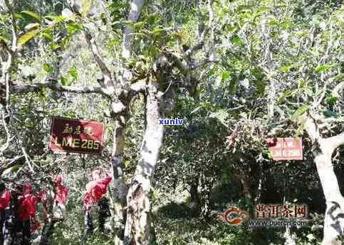 古树普洱茶的恩泽：茶文化传承与健价值