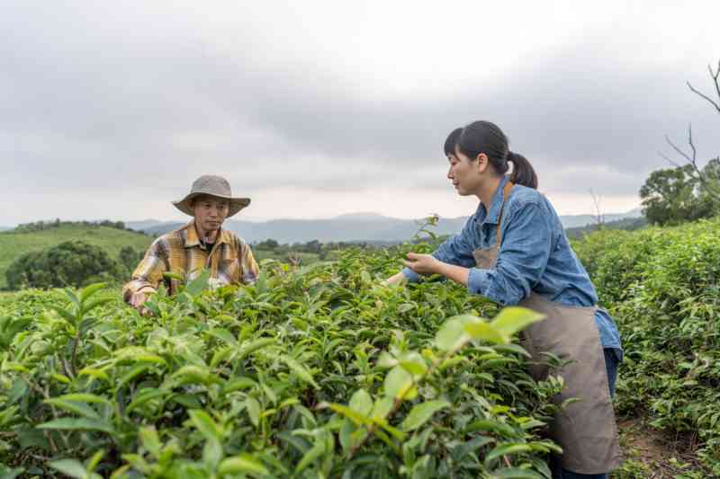 广东省农业科学院茶叶研究所，专注于茶叶科学研究与技术创新的领导者。