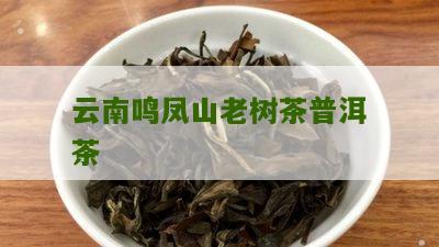 云南鸣凤山老树茶普洱茶价格