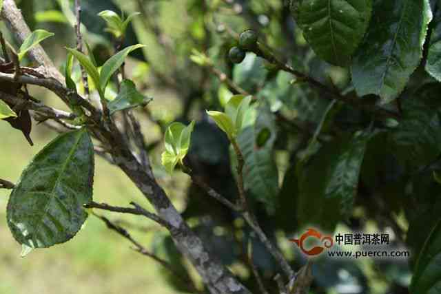 云南鸣凤山茶：古树茶香，高山韵味，茶马古道传承，品茗宴