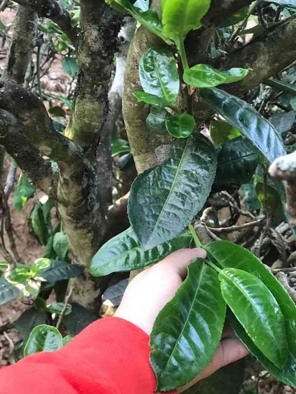 鑫裕祥名茶：纯正普洱茶，古树茶，云南大叶种，品鉴珍藏，送礼佳品