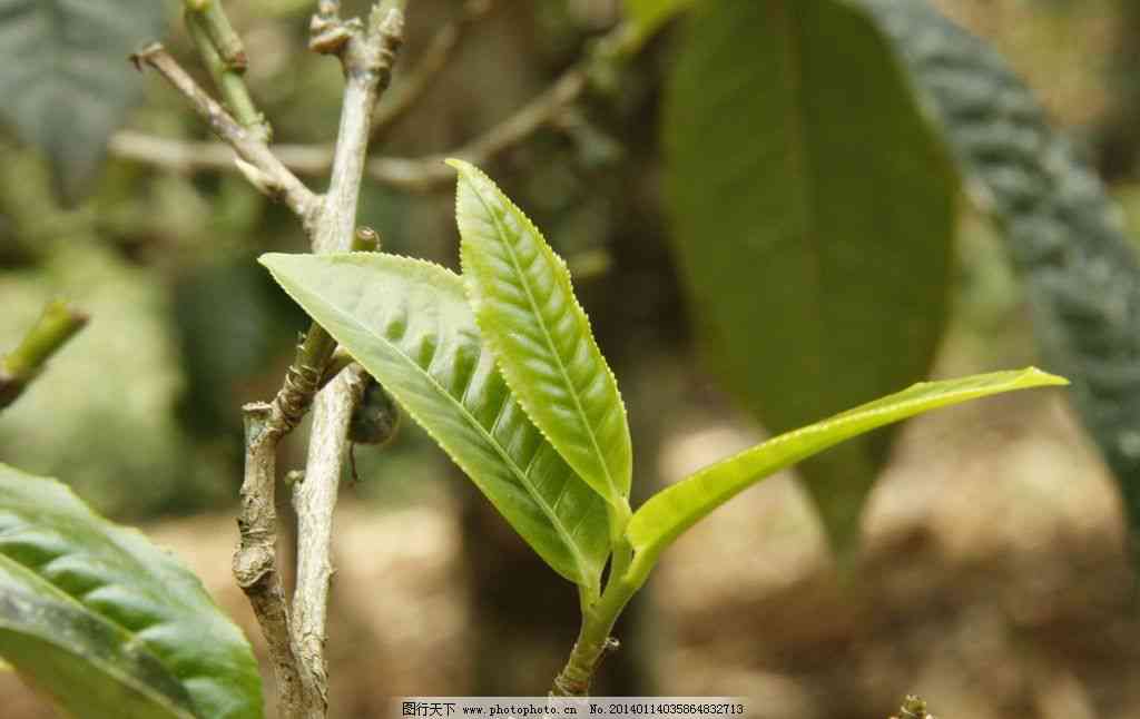 普洱茶非遗传承大师：探寻千年古树的魅力与智慧