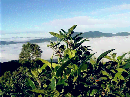 普洱茶雀之乡：探索云南西双版纳的茶文化与雀产业