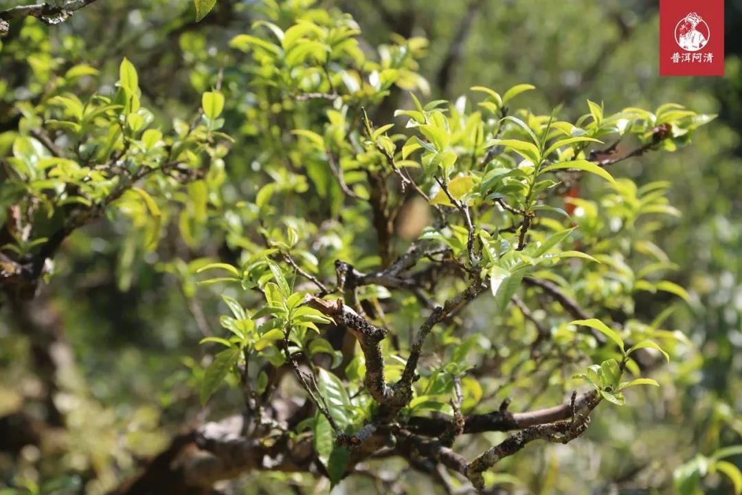 恒邦普洱茶母树茶：源自千年古树的独特韵味与健益处