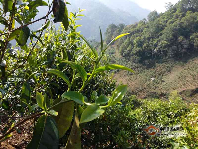 香春潭普洱茶产地