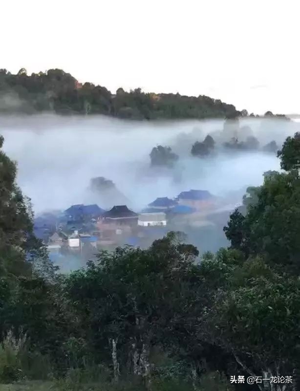 薄荷塘普洱茶的功效与作用及相关禁忌，喝过的朋友们觉得它好喝吗？