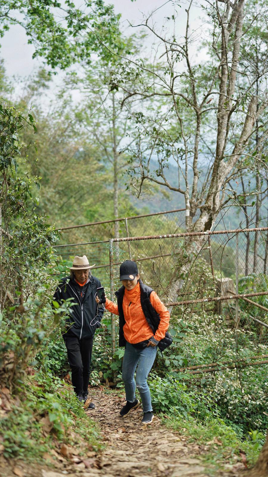 曼秀古树普洱茶：年份、口感、香气、功效、收藏投资