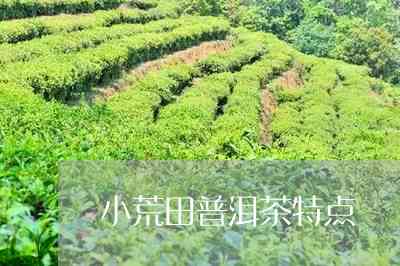 小荒田属于哪个茶区管辖：探究小荒田的茶叶产地及管理情况