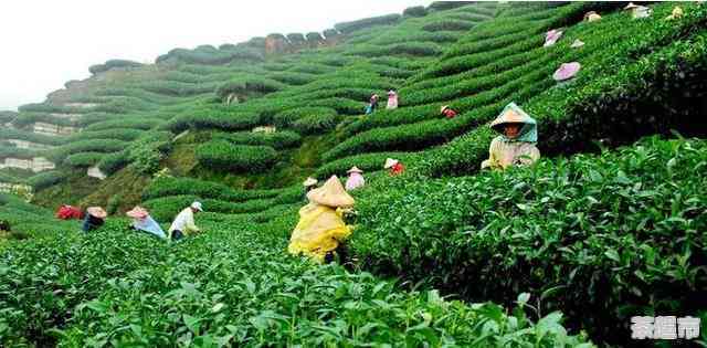 小荒田属于哪个茶区管辖：探究小荒田的茶叶产地及管理情况