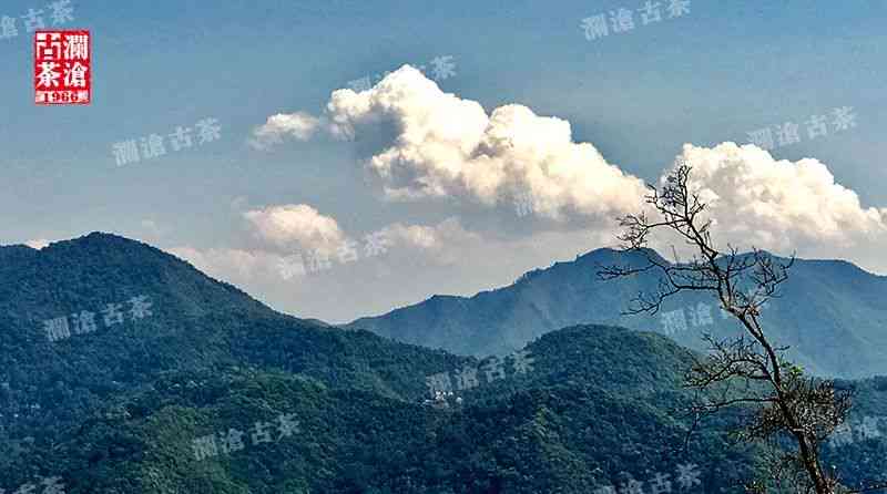 普洱茶的核心山头