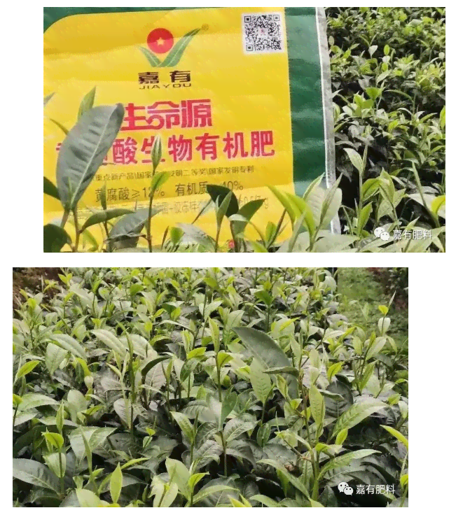 普洱茶芽尖好吗？与叶的区别是什么？