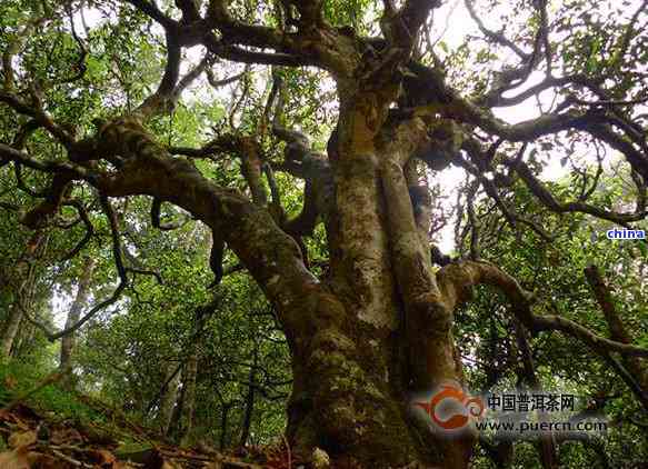 云南景特产茶叶：古树韵味，滋味浓厚，回生津