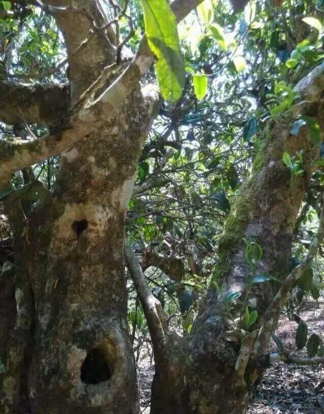 大宝山普洱茶：古树茶的翡翠，醇厚口感的代表