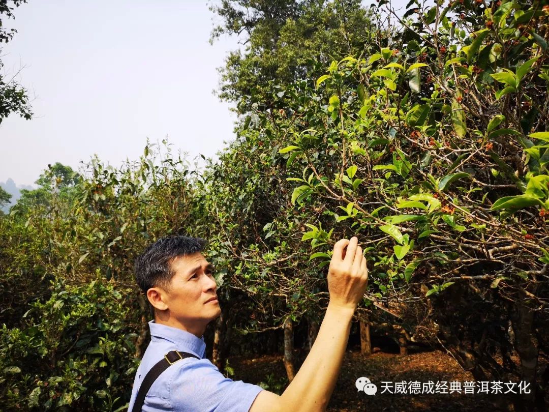 普洱茶领域的权威人士与他们的故事