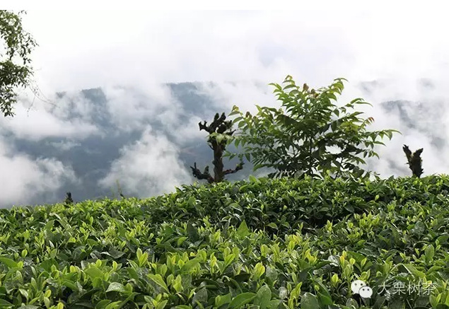 云雾缭绕的古树普洱茶：山巅上绽放的白莲品鉴