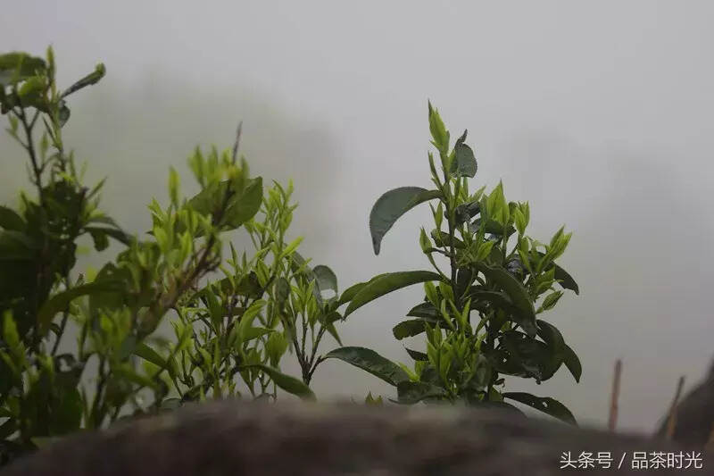 云雾缭绕的古树普洱茶：山巅上绽放的白莲品鉴