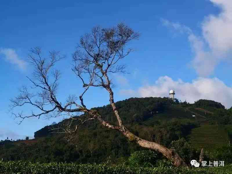 云雾缭绕的古树普洱茶：山巅上绽放的白莲品鉴