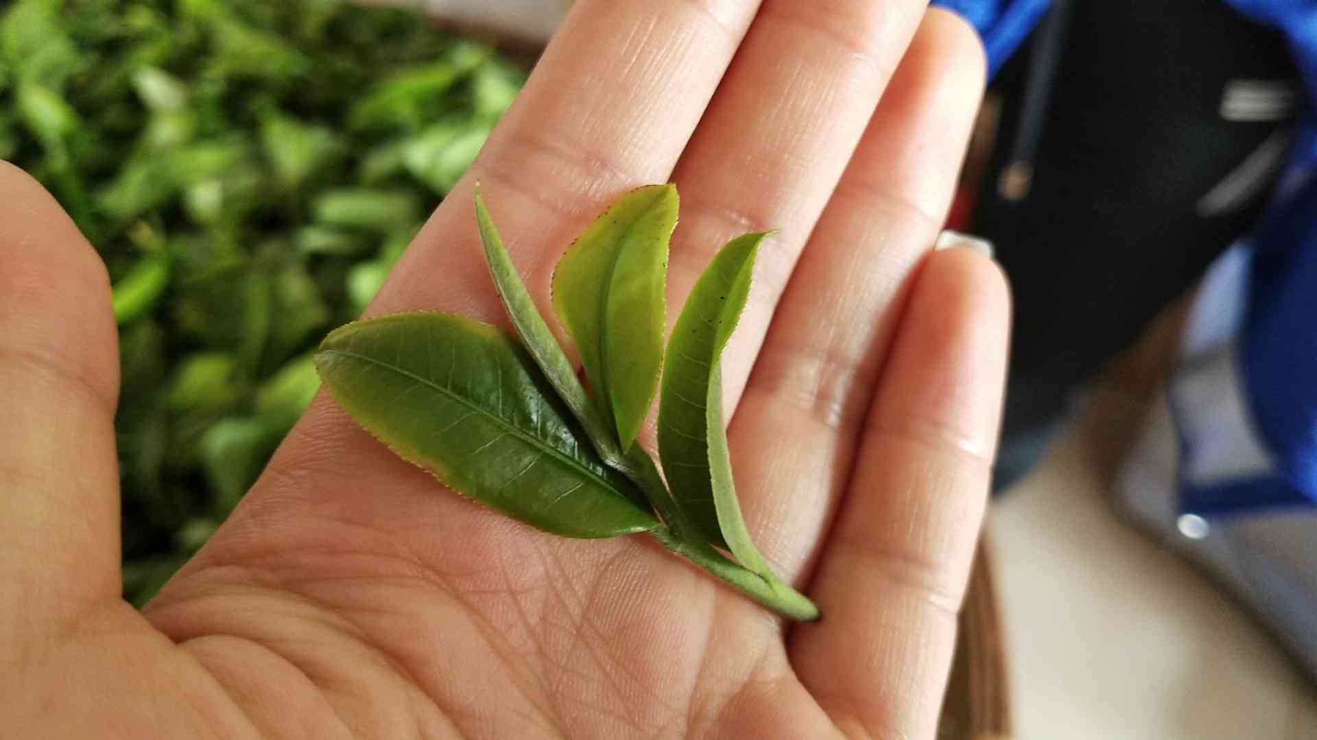 普洱茶倚邦小叶种