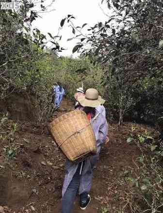 一年四采普洱茶