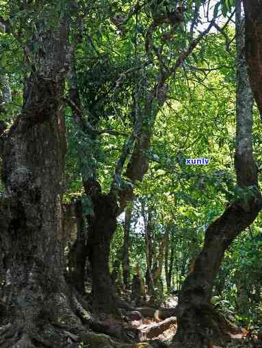 云南千年古龙树：神秘、传说、生态、保护