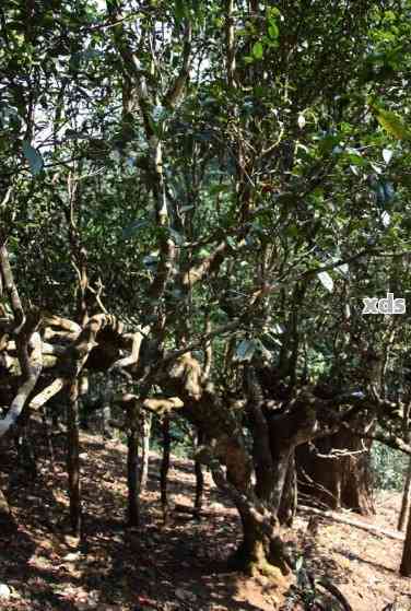 新 纯正云南良平古树普洱茶： 源自千年古树的独特风味