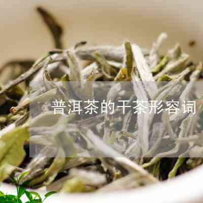 普洱茶传大使是