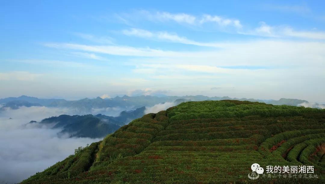 牛洛河茶厂产品价格十层大山