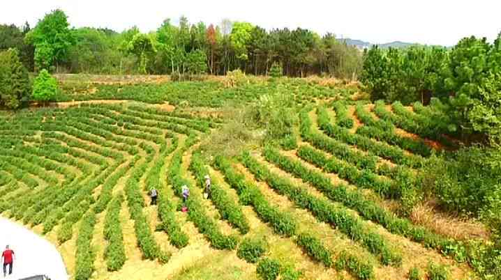 牛洛河茶业：品茗胜地、茶叶种类与泡法全面解析