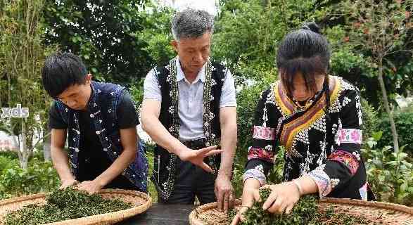 云南普洱茶大师李美瑛：品茗之旅、制茶工艺与茶叶功效解析