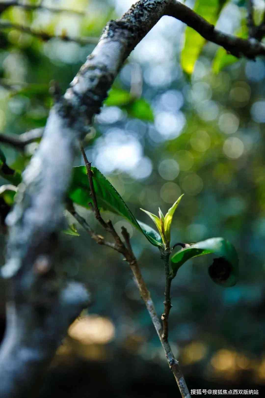 老班章普洱茶：古树茶韵，茶香四溢，滋味浓，品味非凡