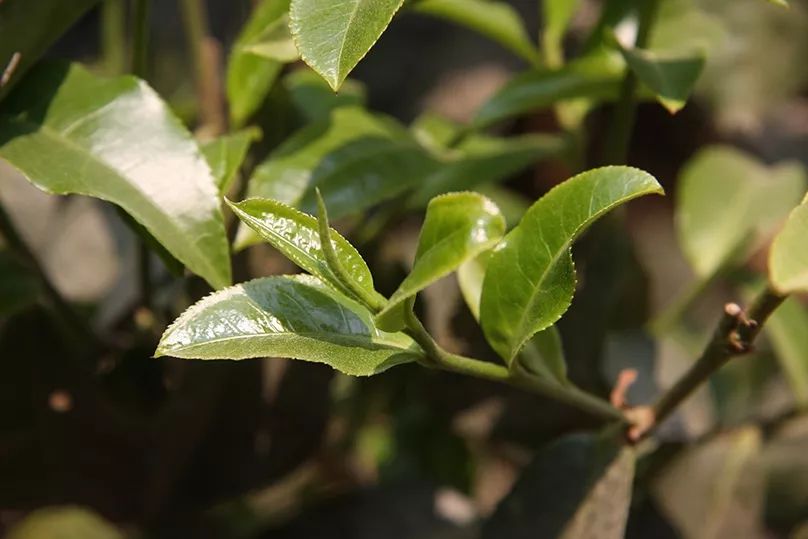 老班章普洱茶小黄