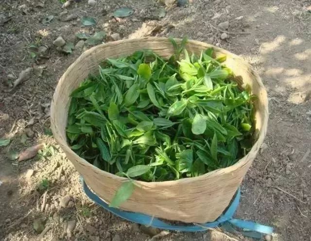 探寻世界茶叶瑰宝：章朗普洱茶的产地、制作工艺及品鉴技巧全解析