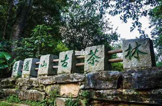 探索普洱茶山：游玩指南、交通方式、住宿建议和特色景点一网打尽！