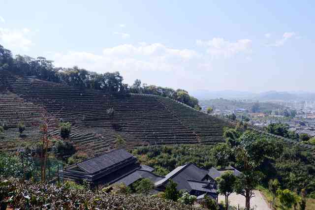 普洱茶山风景区：位置、步行距离、旅游攻略与云南茶山度假体验