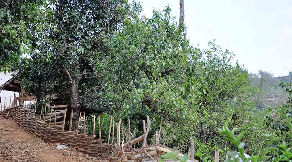 古树茶山头：探寻传统茶叶文化、品味自然美景与体验当地风俗的完美之旅