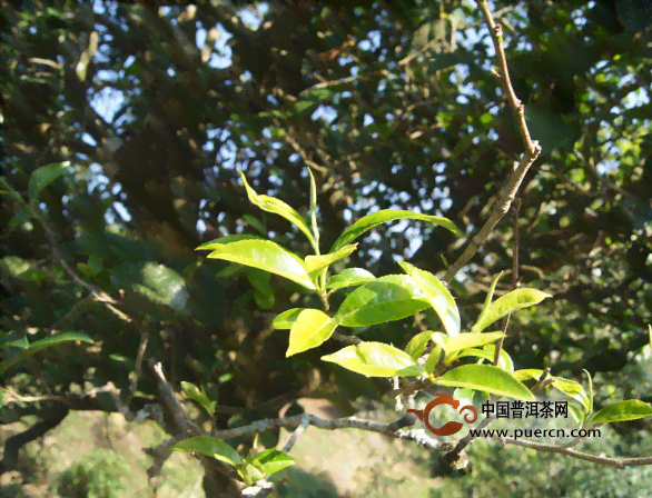 普洱茶制作过程中的关键时间点及其区别：了解原料采摘与制作工艺的时间差异