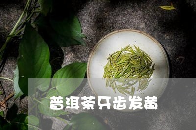 喝普洱茶黄牙齿吗