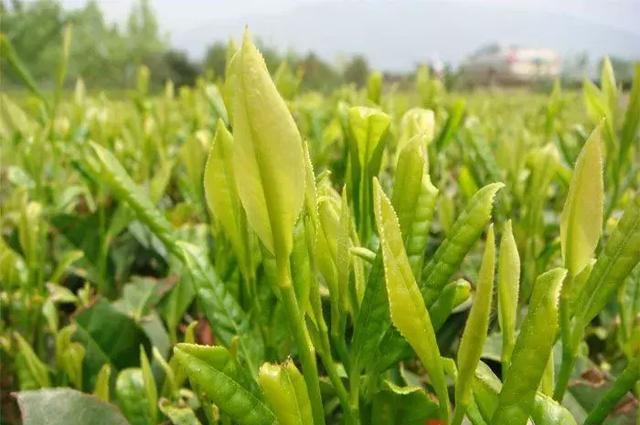 翡翠龙舌茶的种植技巧：如何培育出高品质的翡翠龙舌茶叶？