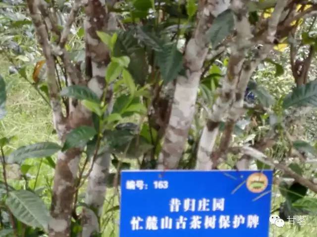 西半山古树茶价格表2023云南勐库最新行情