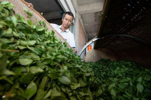 老茶农茶业官网：厦门国企老茶农茶业介绍