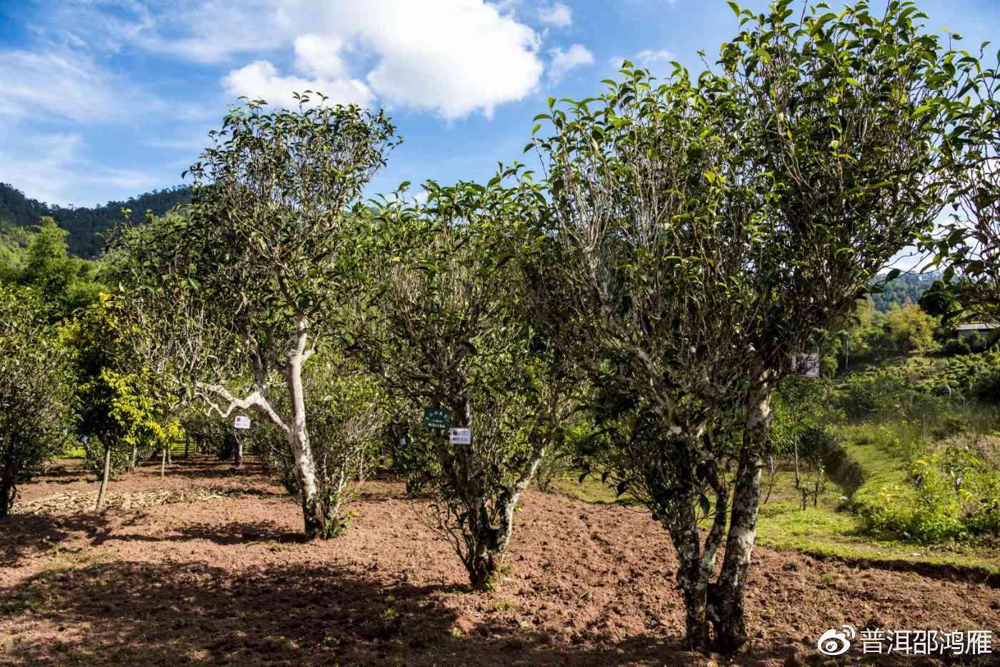 保护古茶树，传承普洱茶文化：探索普洱茶产业的可持续发展之路